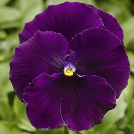Picture of Delta™ Premium Pure Violet Pansy Plant