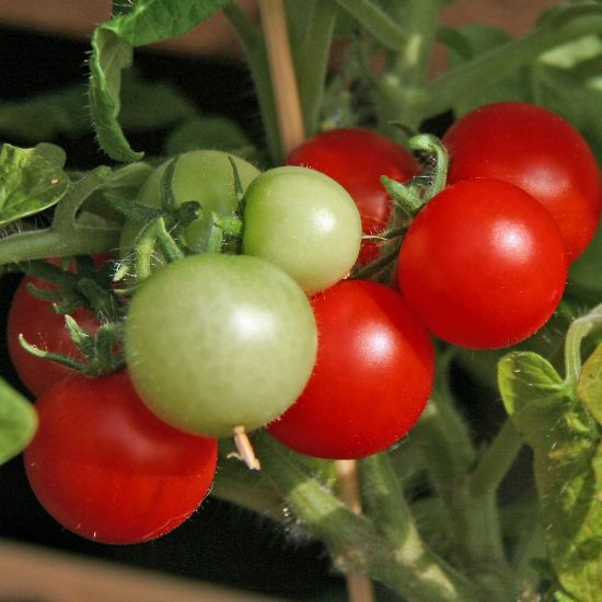 Picture of Red Robin Tomato Plant