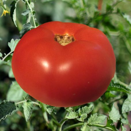 Picture of Jet Star Tomato Plant