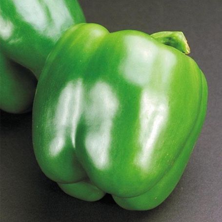 Picture of California Wonder Sweet Pepper Plant