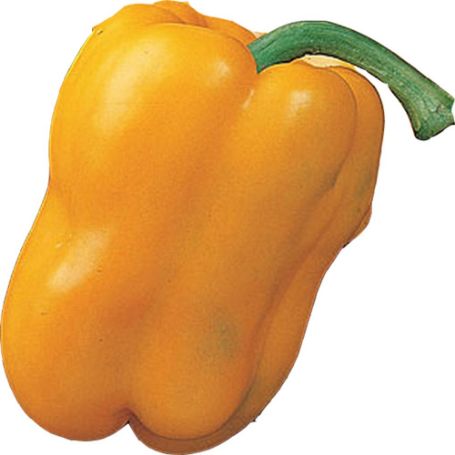 Picture of Golden Giant II Sweet Pepper Plant