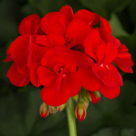 Picture of Americana™ Bright Red Geranium Plant