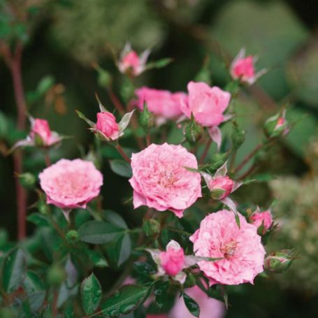 Picture of Oso Easy® Petit Pink Shrub Rose Bush