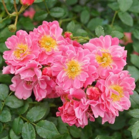 Picture of Oso Easy® Double Pink Shrub Rose Bush