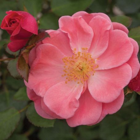 Picture of Oso Easy® Pink Cupcake Shrub Rose Bush