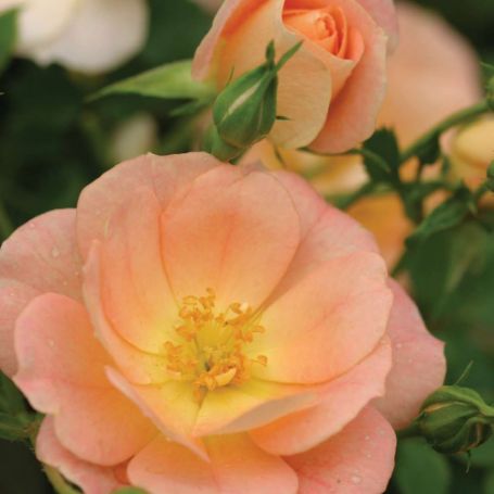 Picture of Oso Easy® Peachy Cream Shrub Rose Bush
