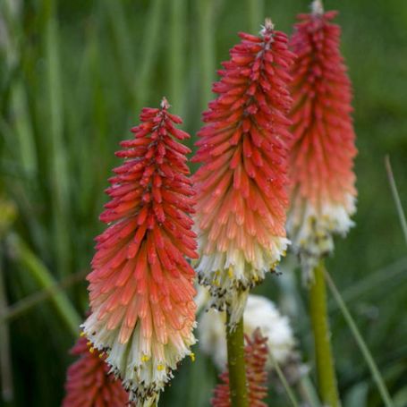 Picture of High Roller Kniphofia Plant