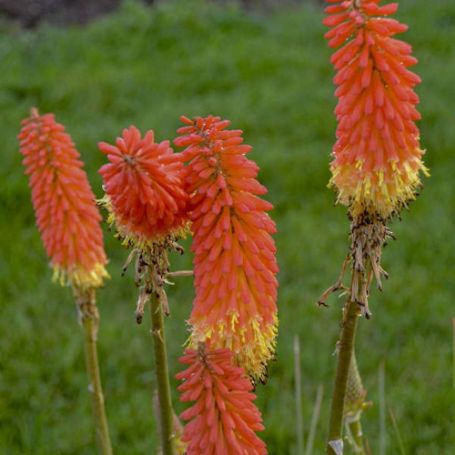Picture of Jackpot Kniphofia Plant