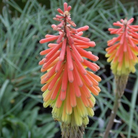 Picture of Fire Dance Kniphofia Plant