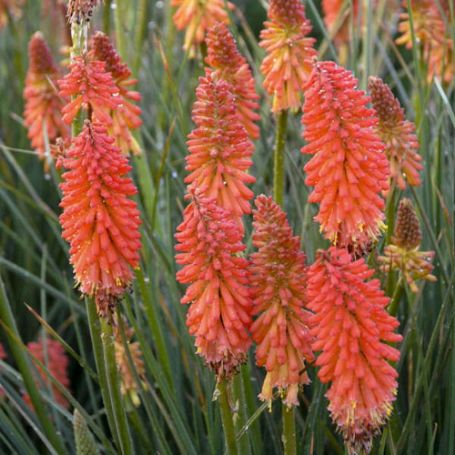 Picture of Poker Face Kniphofia Plant