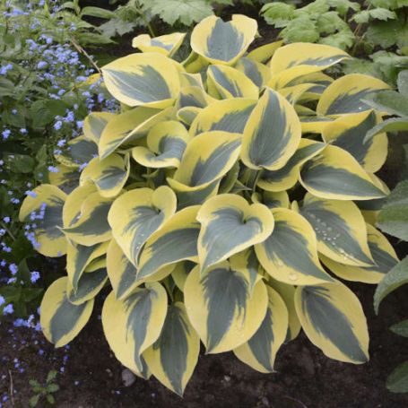 Picture of Shadowland® Autumn Frost Hosta Plant