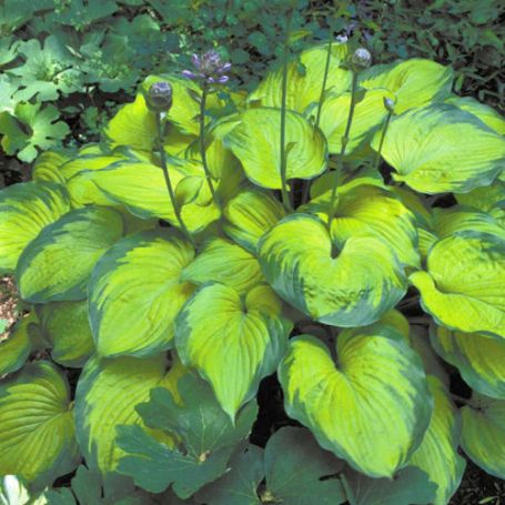 Picture of Old Glory Hosta Plant