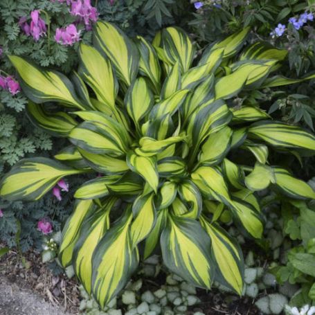 Picture of Rainbow's End Hosta Plant
