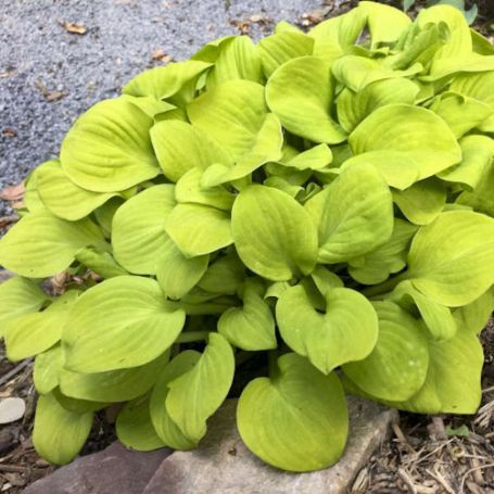 Picture of Sun Mouse Hosta Plant