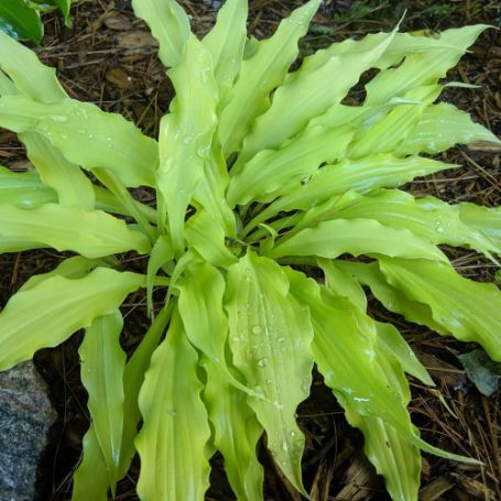 Picture of Wiggles and Squiggles Hosta Plant