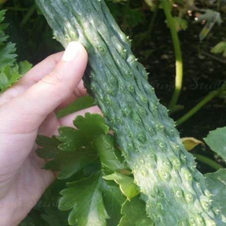 Picture of Palace King Cucumber Plant