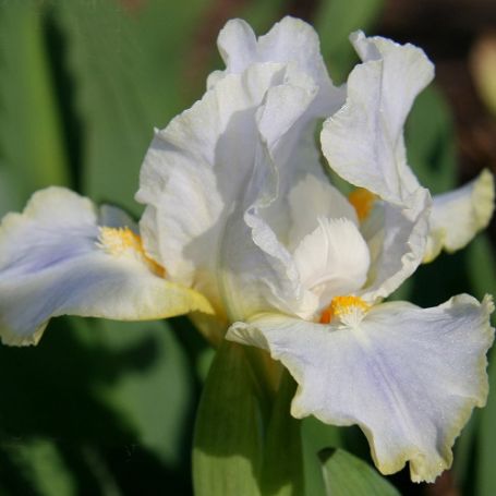 Picture of Candlemas Bearded Iris Plant
