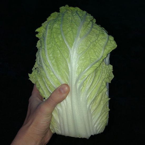 Picture of China Star Chinese Cabbage Plant
