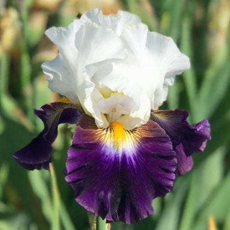 Picture of Opposites Bearded Iris Plant