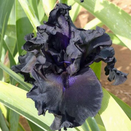 Picture of Black Mirror Bearded Iris Plant