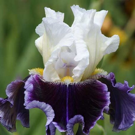 Picture of Just The Ticket Bearded Iris Plant