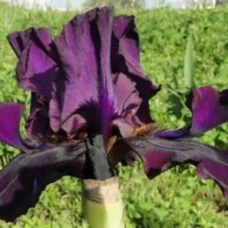 Picture of Code Black Bearded Iris Plant