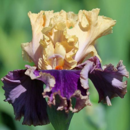 Picture of Hollywood Bearded Iris Plant