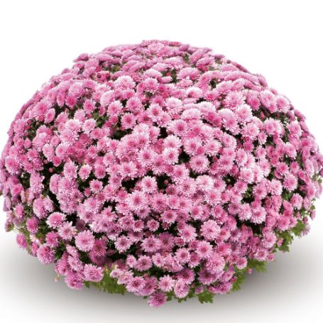 Picture of Belgian Mum® Jasoda Pink Plant
