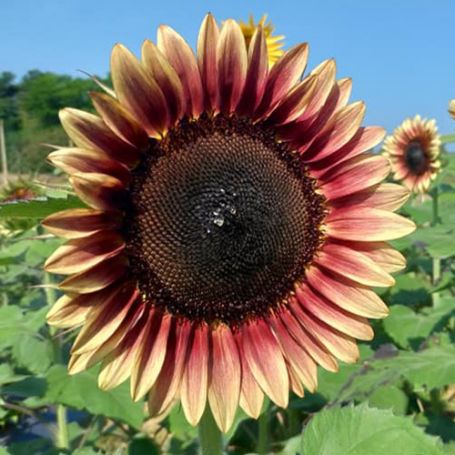 Picture of ProCut® Plum Sunflower