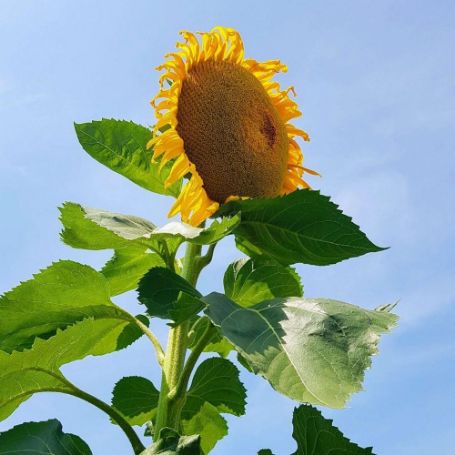 Picture of Monster Sunflower
