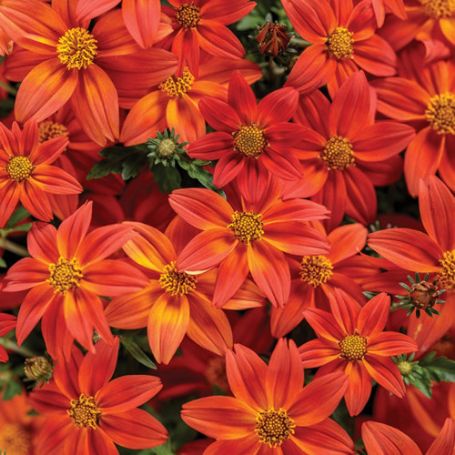 Picture of Campfire® Flame Bidens Plant