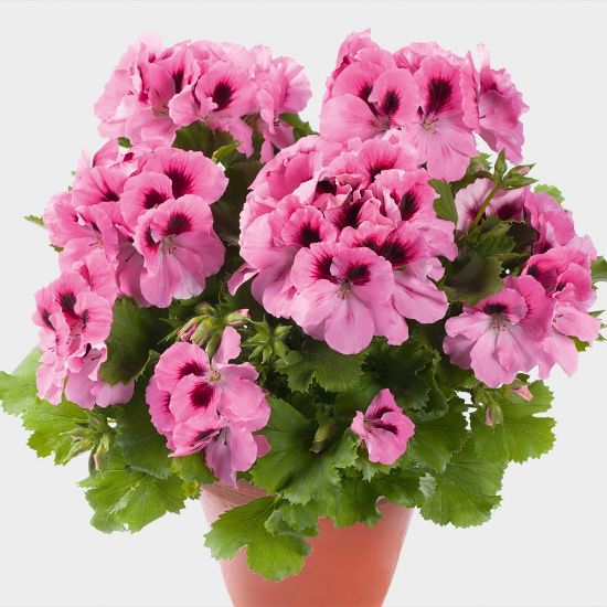 Picture of Aristo® Pink Geranium Plant