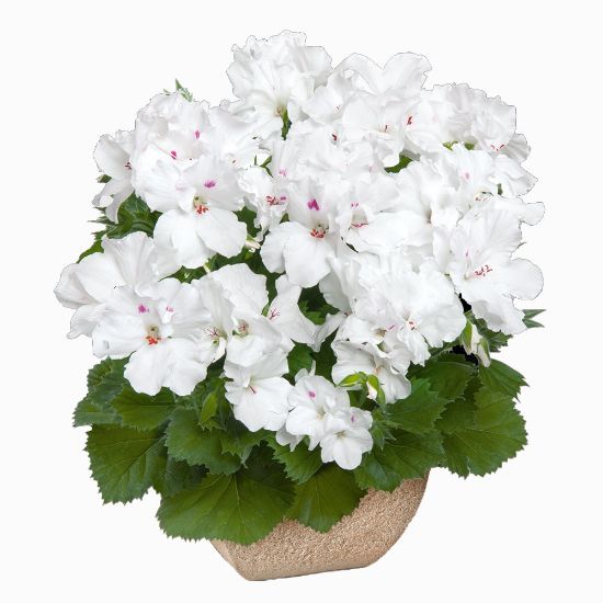 Picture of Aristo® Snow Geranium Plant