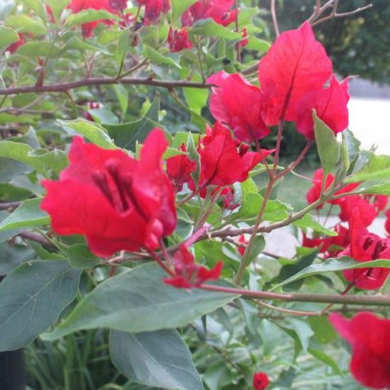 Picture of Flame Red Bougainvillea Plant