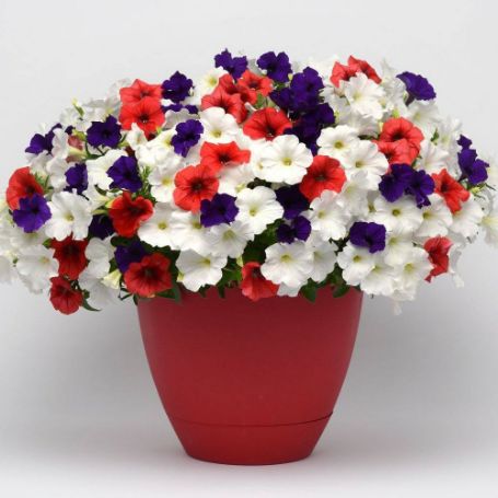 Picture of Trixi® Ball Game Flower Combination