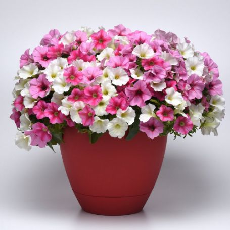 Picture of Trixi® Hotter than You Pink Flower Combination