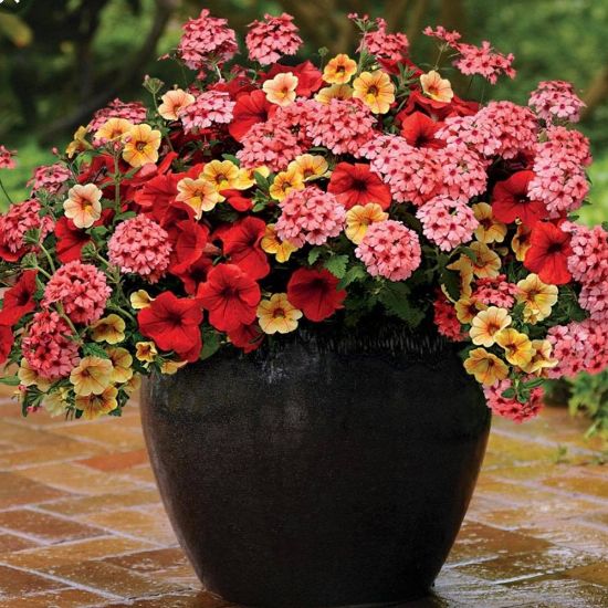 Picture of Trixi® Who Knew Orleans Flower Combination