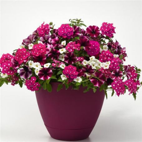 Picture of Trixi® Raspberry Sorbet Flower Combination