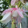 Picture of Annabelle White Fuchsia Plant