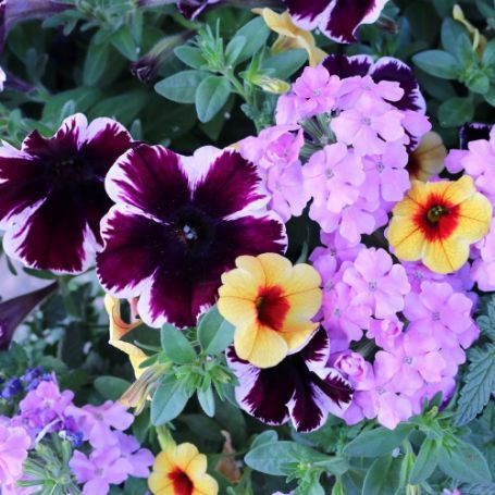 Picture of Confetti Garden® Marvelous Treasure Flower Combination