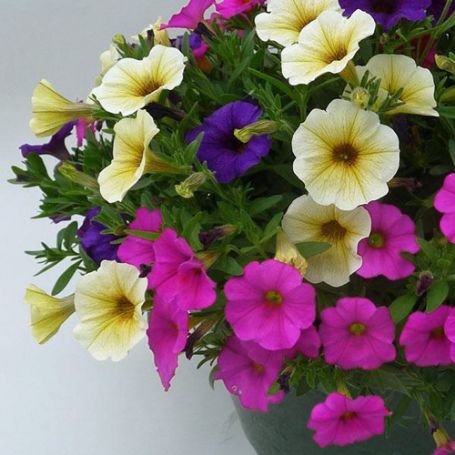 Picture of SuperCal® Summer Sensation Flower Combination