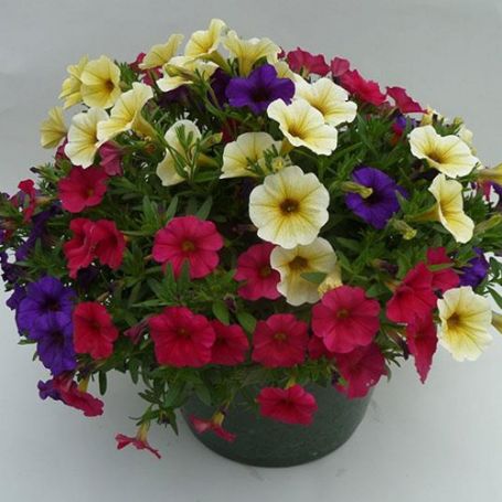 Picture of SuperCal® Garden Magic Flower Combination