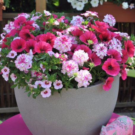 Picture of Confetti Garden® Shocking Pink Flower Combination