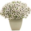 Picture of Supertunia® Latte™ Petunia Plant