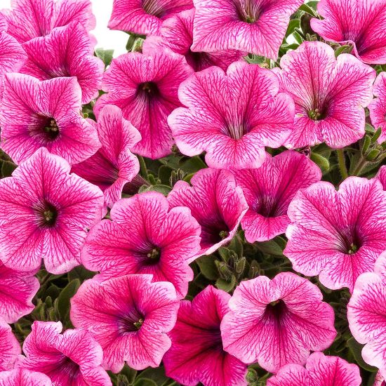 Picture of Supertunia® Trailing Strawberry Pink Veined Petunia Plant