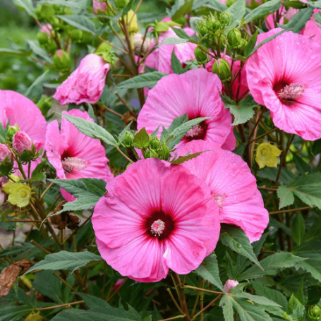 Picture of Summerific® Candy Crush Hardy Hibiscus Plant