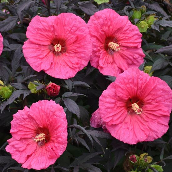 Picture of Summerific® Evening Rose Hardy Hibiscus Plant