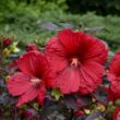 Picture of Summerific® Holy Grail Hardy Hibiscus Plant