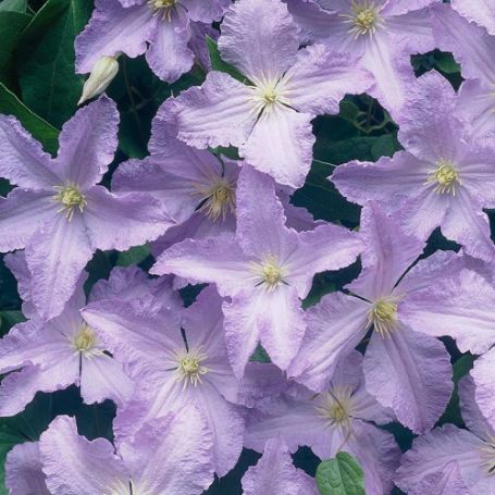 Picture of Blue Angel Clematis Plant