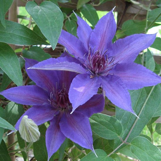 Picture of Edda Clematis Plant